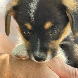 American Corgis and Pembroke Welsh Corgis from Emma’s Corgi’s