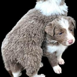Blossom - Lilac female Border Collie puppy in Cedar Springs, Michigan from Lyncroft Border Collies