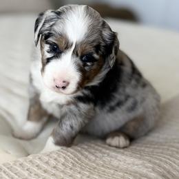 Hendrix - Blue merle male Miniature Australian Shepherd puppy in Chelsea, Oklahoma from Elite Puppies of Oklahoma
