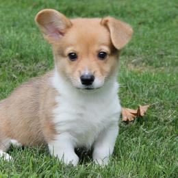 Girl 5 - Red Pembroke Welsh Corgi puppy in Southington, Ohio from Kovar corgis