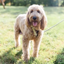 Molly - Goldendoodle