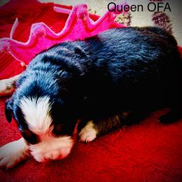 Queen OFA - Black rust and white female Bernese Mountain Dog puppy in Strasburg, Ohio from Lois Allison