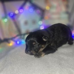 Maple - Black and tan male Pomeranian puppy in Buckeye, Arizona from BL Poms Heaven