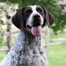 Scarlett - German Shorthaired Pointer