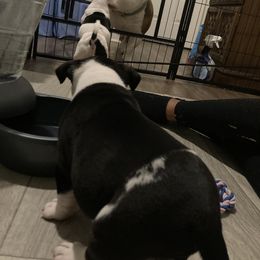 American Bully Puppies from D1.Bullz.And.Thangz