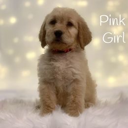 French Bulldog, Goldendoodle, and Golden Retriever Puppies from Crystal Coast Kennels, LLC