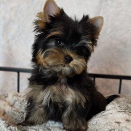 Baby boy - Black and gold male Yorkshire Terrier puppy in Luray, Tennessee from Little Angel Yorkies
