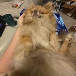 Morty - Pomeranian