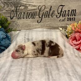 Girl 1 - White and red merle female Border Collie puppy in Moody, Texas from Narrow Gate Farm