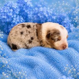 Johnny Walker - Red merle male Australian Shepherd puppy in Howardsville, Virginia from Spectacular Aussies and Cavaliers