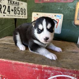 Bella - Black and white female Siberian Husky puppy in Burnsville, North Carolina from Peterson Puppies