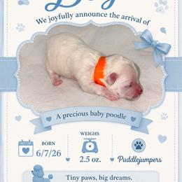 Orange - White male Poodle puppy in Walterboro, South Carolina from Puddlejumpers