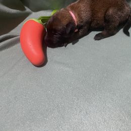 Girl 1 - female Belgian Malinois puppy in Woodway, Texas from New Beginning Belgians