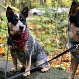 Australian Cattle Dogs from True Blue Australian Cattle Dogs