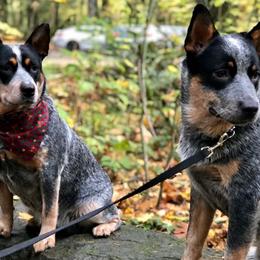 Australian Cattle Dogs from True Blue Australian Cattle Dogs