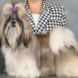 Grand Champion Pluto - male Shih Tzu puppy in New York, New York from Falling Star