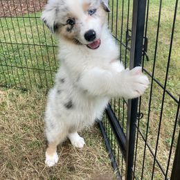 Australian Shepherd Puppies from Mountain Ridge Aussies
