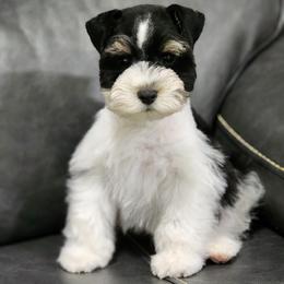 Little guy - Parti male Miniature Schnauzer puppy in Trinity, Alabama from C&E'S Schnauzers