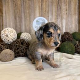 Nola - Dapple female Dachshund puppy in Woodbine, Georgia from Coastal Bluff Pups