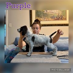 Girl 2 - Liver and white female German Wirehaired Pointer puppy in Umatilla, Florida from Double D Picards and GWPs