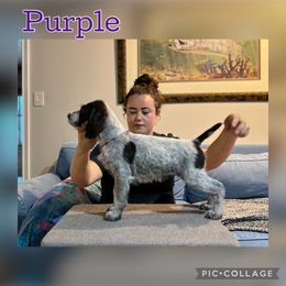 Girl 2 - Liver and white female German Wirehaired Pointer puppy in Umatilla, Florida from Double D Picards and GWPs
