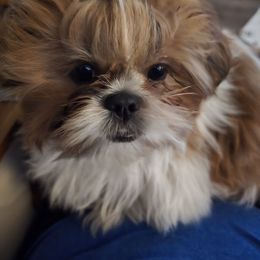 Bam Bam - Shih Tzu