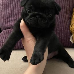 Pug and Siberian Husky Puppies from Willow Dove Pugs