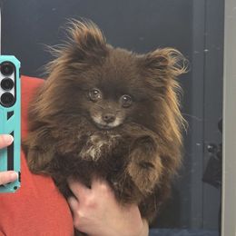 Reese - Pomeranian