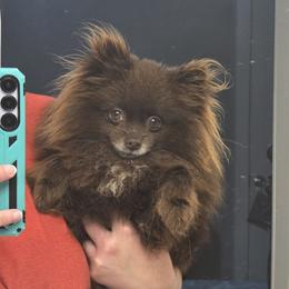 Reese - Pomeranian
