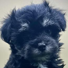 Assorted Doodle Crosses, Bernedoodles, Dachshunds, Goldendoodles, and Havanese from Kim's Cove