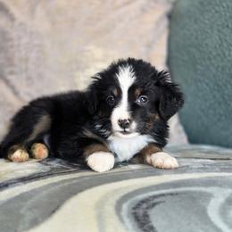 Clay - Black tri male Miniature Australian Shepherd puppy in Killen, Alabama from Wilkers Wholehearted Mini Aussies