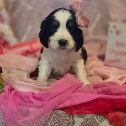Midnight - Black white and tan female English Springer Spaniel puppy in Cookeville, Tennessee from Krossroads Kennel