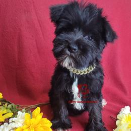 Boy 2 - male Miniature Schnauzer puppy in Fairhope, Alabama from Puppy Sugars Kennels