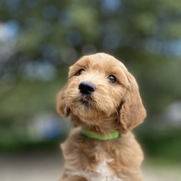 Goldendoodle Puppies from Totally Texas Doodles