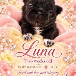 Luna - Black female Shih Tzu puppy in Dallas, Texas from Almost Heaven Shih Tzu