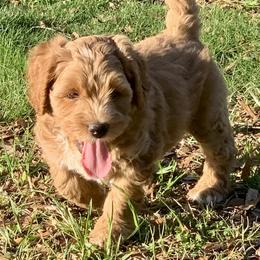 Rex - Red male Australian Labradoodle puppy in Spring City, Tennessee from Beck ‘N Ridge Australian Labradoodles
