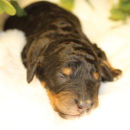 Black Phantom Male - Phantom male Poodle puppy in Belgreen, Alabama from Scott’s Farm Poodles and Doodles