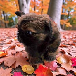 Los Angeles Angelina pink - Brindle female Shih Tzu puppy in Richmond, Texas from Aleka Shih Tzu