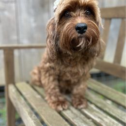Wren - Cavapoo