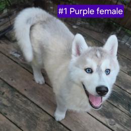 1 Purple - Gray and white female Siberian Husky puppy in Dane, Wisconsin from Sunny Hurricane Siberians