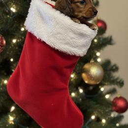 Ernest - Dapple male Dachshund puppy in Brazil, Indiana from King Duke Dachshunds