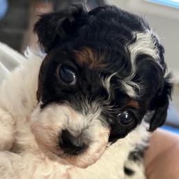 Ziggy - Parti female Poodle puppy in Mineral Wells, Texas from S.H.A.R.P.’s Toy Poodles