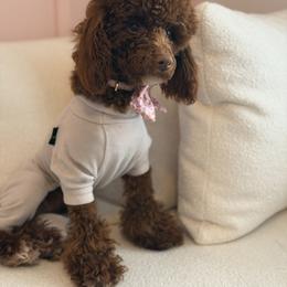 Chai - Red  female Poodle puppy in Southampton, New Jersey from Lavishly Loved Pets LLC
