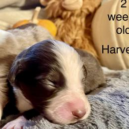 Harvest - Red tri male Miniature Australian Shepherd puppy in Kentucky from Natural Life Ranch