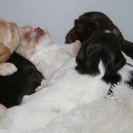 Australian Labradoodle Puppies from Windsor Creek Labradoodles