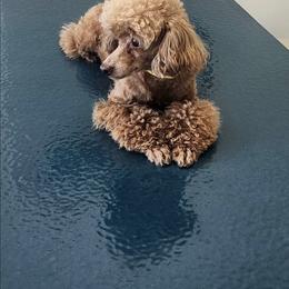 Rora - Poodle