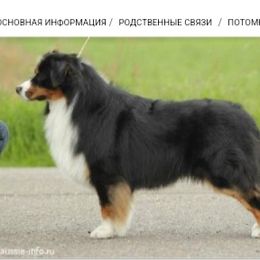 Johnny - Australian Shepherd