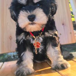 Dixie - Black and silver female Miniature Schnauzer puppy in Texas from Blue Rose's Schnauzers