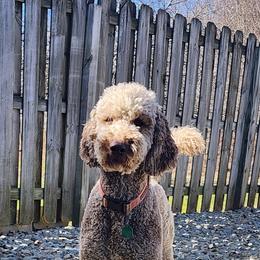 Maggie - Goldendoodle