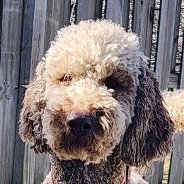 Maggie - Goldendoodle